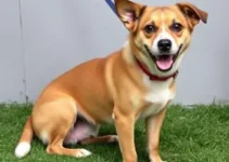 cachorro em centro de adoção