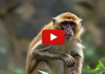 macaco-prego
