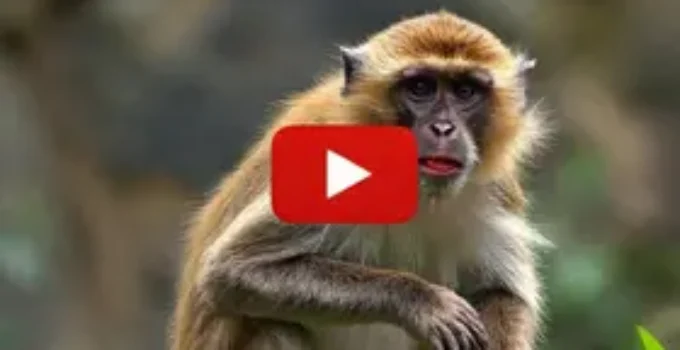 macaco-prego
